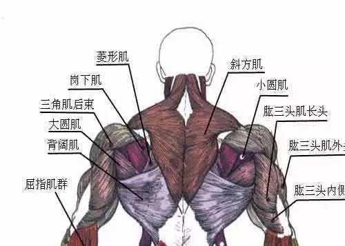 健身房背部训练动作大全_健身房背运动_健身房背部训练视频